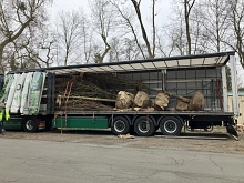Anlieferung der Bäume © Stadt Wurzen
