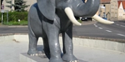 Elefant Kühren