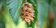 Hopfenbuche