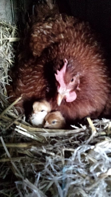 Huhn, Geflügel © Stadt Wurzen