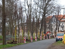 Neue Bäume in der Alten Nischwitzer Straße © Stadt Wurzen