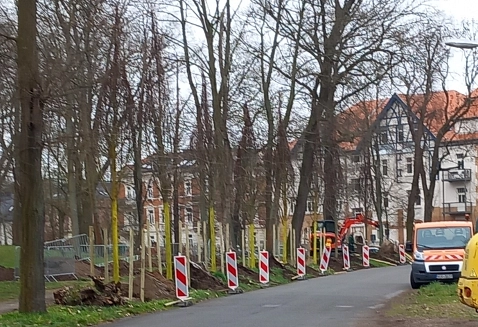 Neue Bäume in der Alten Nischwitzer Straße