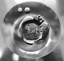 Siegelabdruck Ringelnatz bearb.JPG&nbsp;&copy;&nbsp;KHM Wurzen